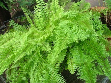 راهنمای نگهداری و پرورش گیاهان آپارتمانی - سرخس برگ شمشیری